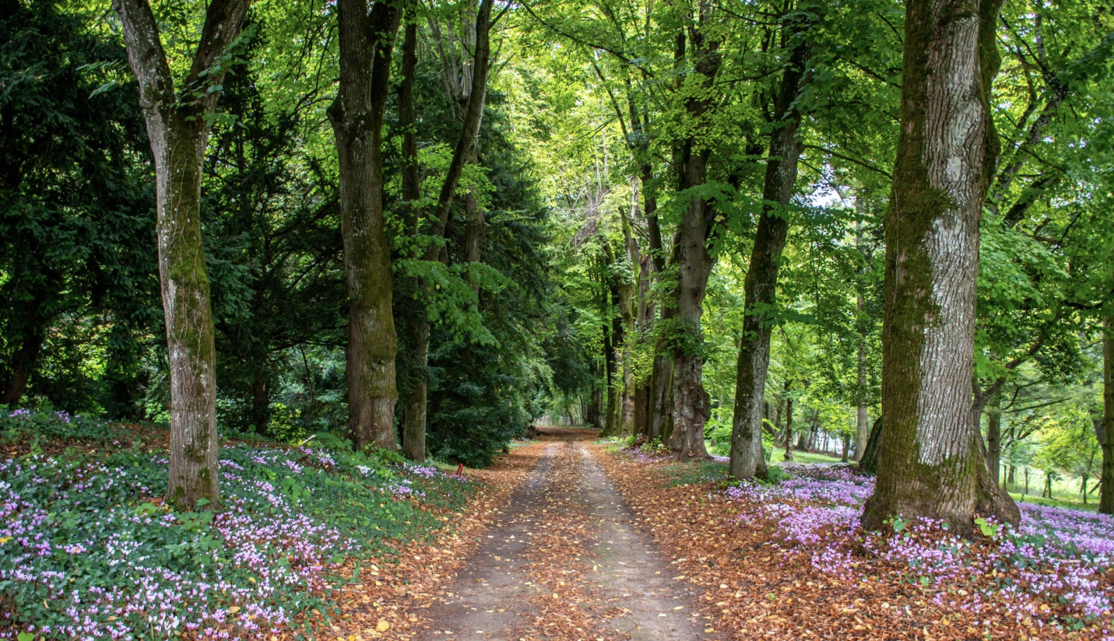 Image_3, Propriete, Saumur, ref :10.10925